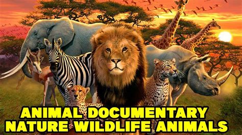 animal charties|wild animal documentaries full episodes.